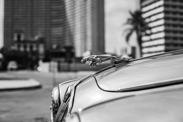 카지노 루니 빙고 안드로이드/iOS 앱